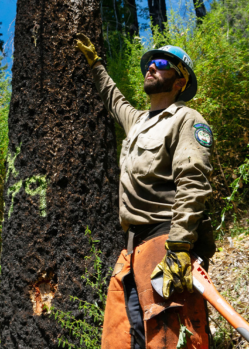 SideImage_Salinas_500x700 Forestry Corpsmember next to a tree and axe in hand.