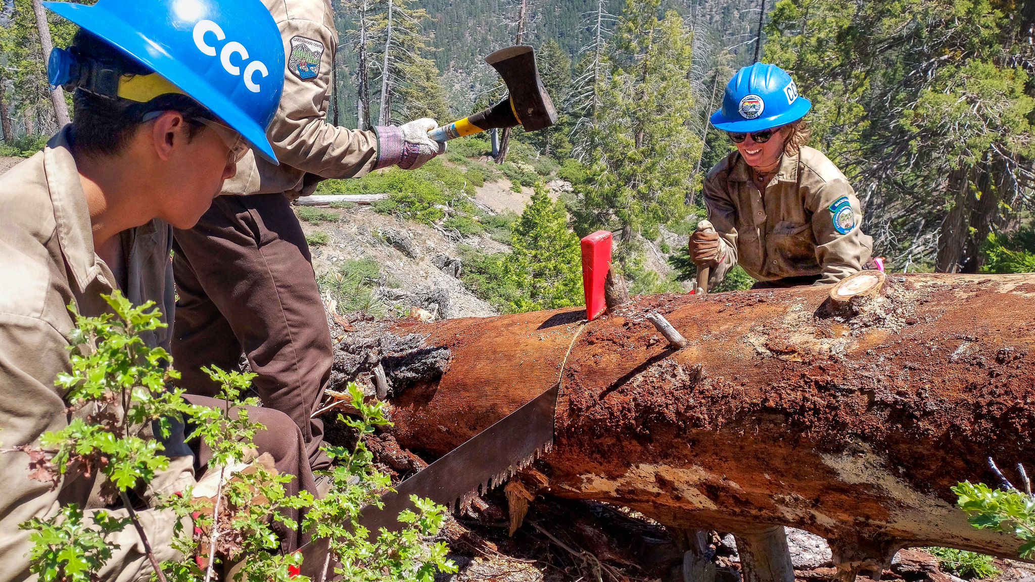 CCC Backcountry crews use a crosscut saw and wedge to cut and remove a fallen tree from a trail in the Yolla Bolly Wilderness.