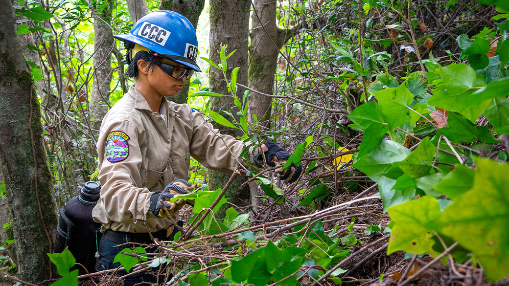 female in forestry pulling at vegetation