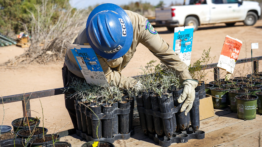 male checking plants in plastic tubs 