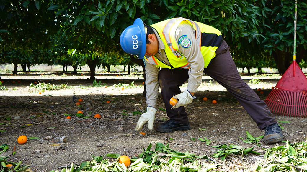 male in safety vest and helmet bending over to pick up an orange in an orange grove