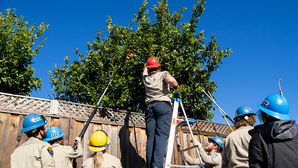 Corpsmembers standing around and on ladder using poles to reach into a tree.