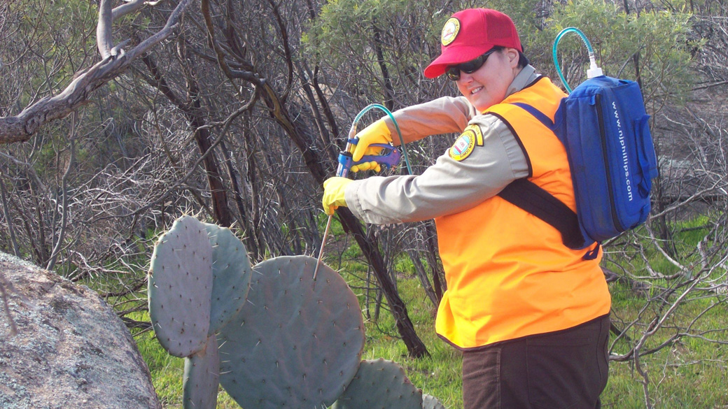 female injecting needle into a cactus in australia