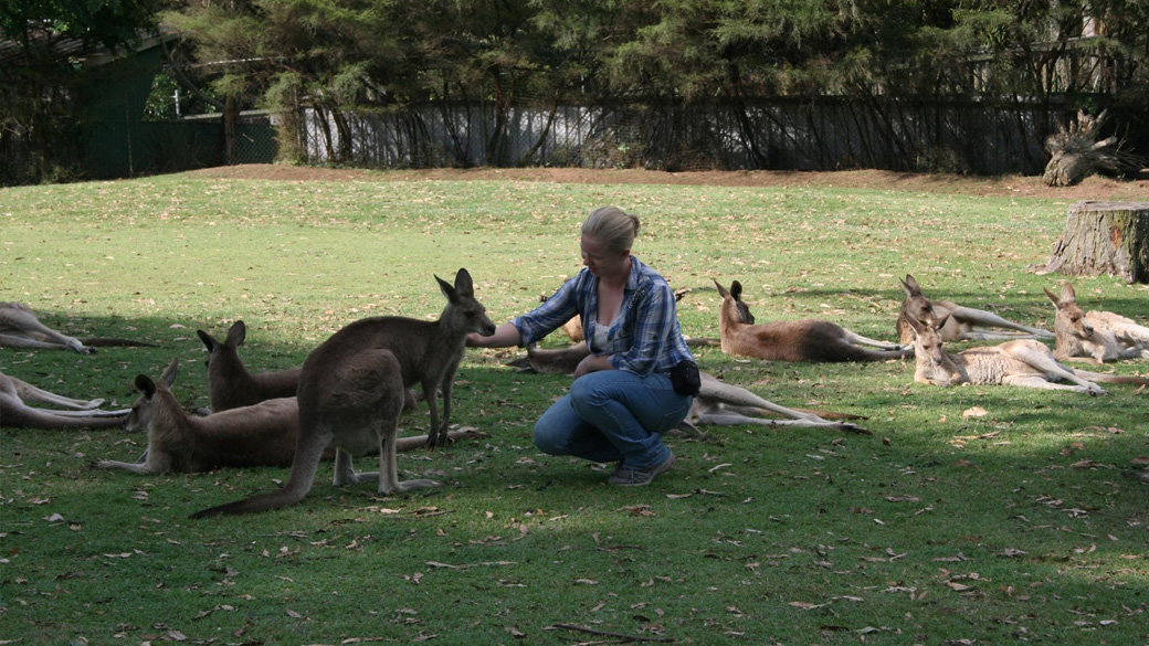 woman feeding a kangaroo by hand, with other kangaroos lying around on the ground nearby
