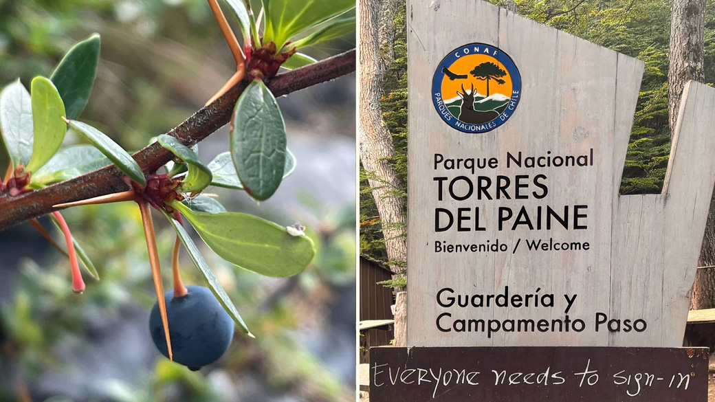 Global_Patagonia_SplitCalafateBerriesParkSign_021425_1040x585 Left: close-up photo of calafate berries hanging on a tree branch. right: sign for Parque Nacional Torres Del Paine.