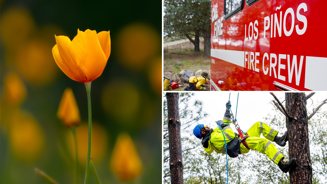 MainImage_CareerPathways_Collage_1040x585 Left: close-up photo of a California poppy. Top: CAL FIRE crew bus reading Los Piños Fire Crew. Bottom: Corpsmember walking up tree during tree climbing training.
