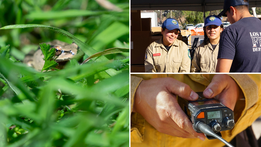 MainImage_ContactUs_Collage_1040x585 Left: close-up of a frog in grass. Top: Corpsmembers smiling while talking to a person. Bottom: close-up of radio being programmed.