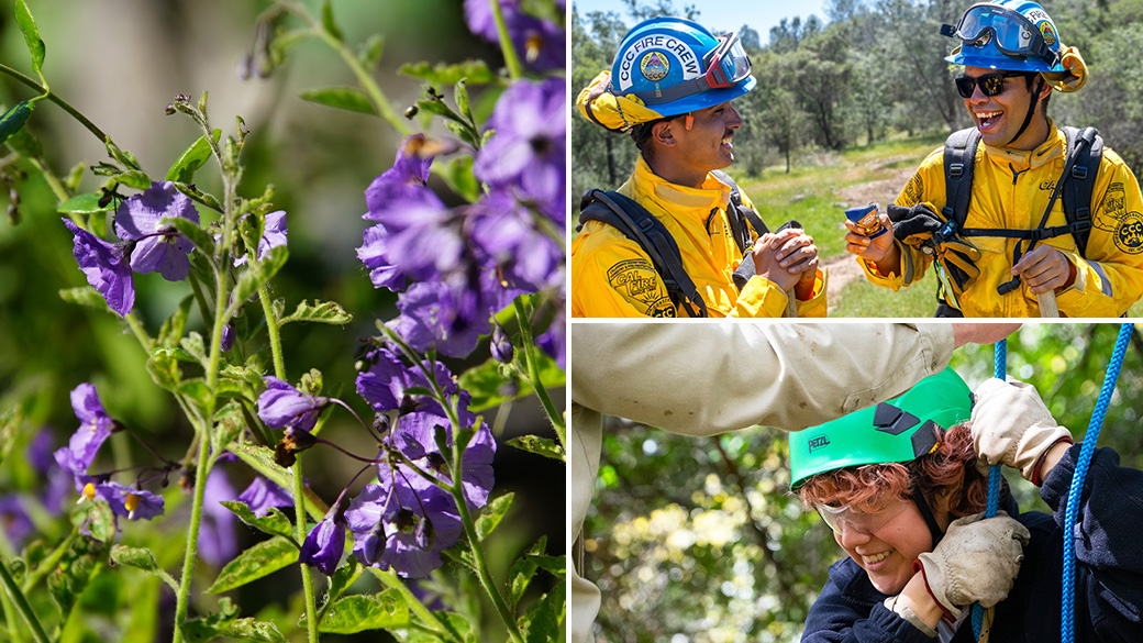 MainImage_Enroll_Collage_1040x585 side: pretty purple flowers. Top: corpsmembers in fire gear sharing a snack. Bottom: corpsmember smiling wearing green helmet