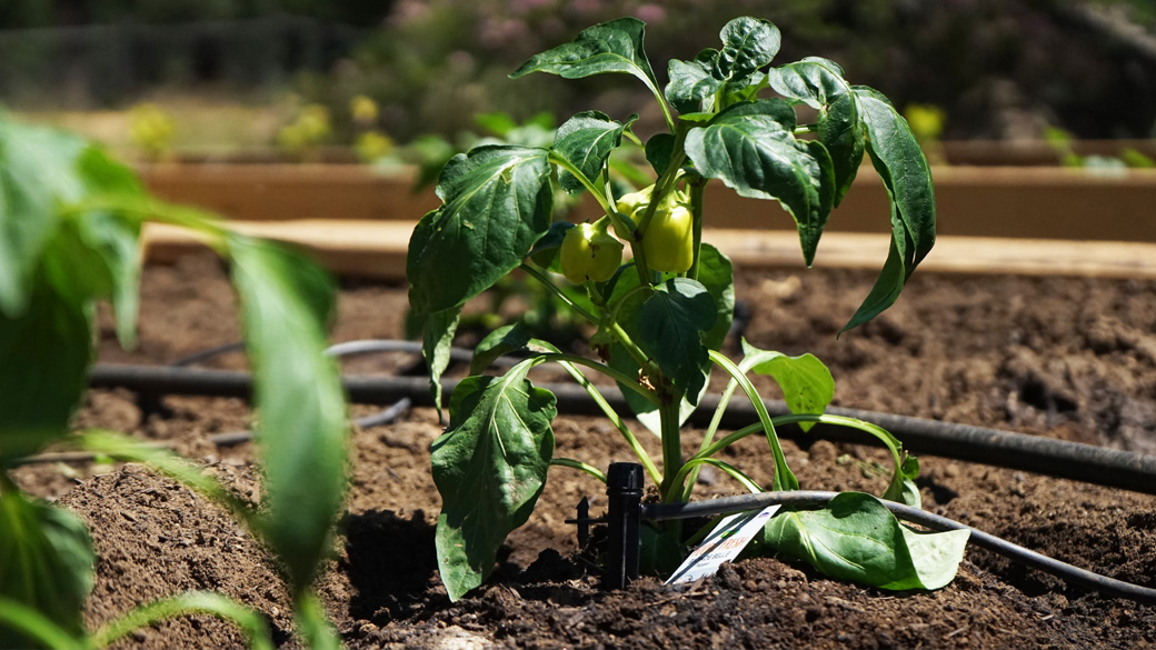 MainImage_Grants_TuolumneMewukGarden_1040x585 close up photo of a pepper plant growing in an elevated garden