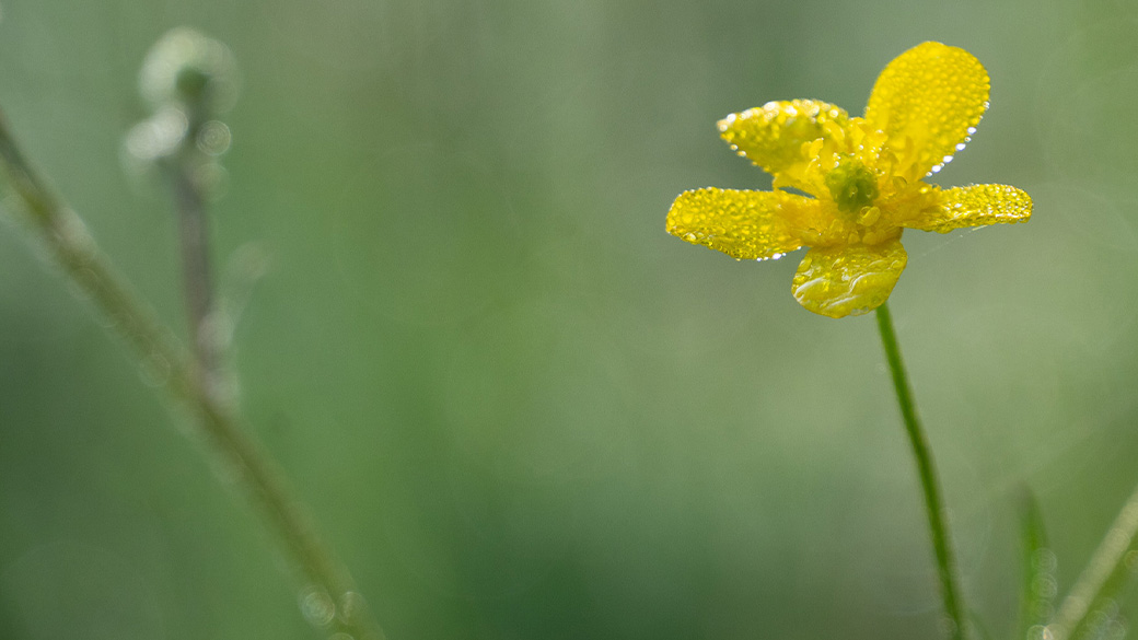 MainImage_LCC_1040X585 Small yellow flower with rain droplets on the petals.