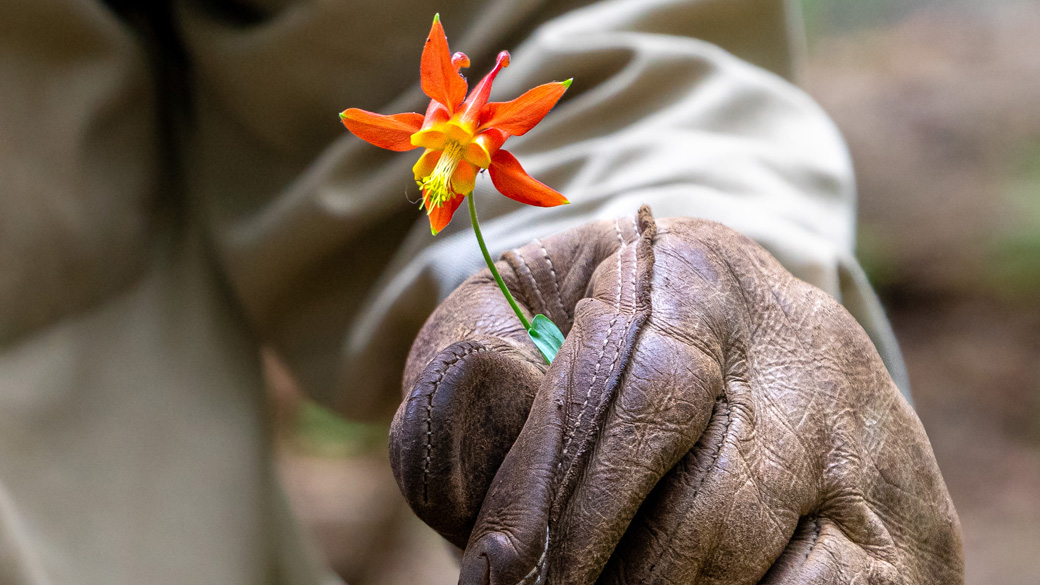MainImage_Partnerships_RedColumbine_1040x585 close-up photo of a red columbine flower being held by a well-worn glove