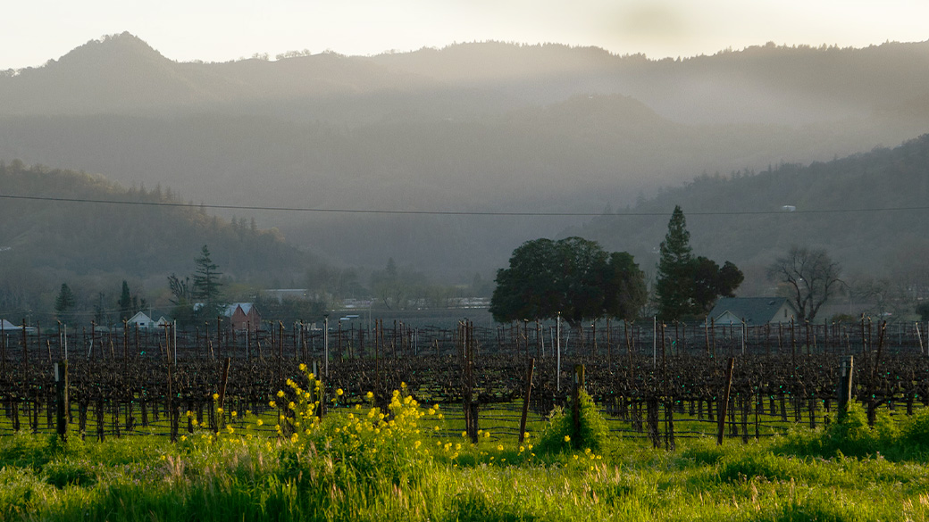 MainImage_Stakeholders_1040x585 Vineyard with foggy background.