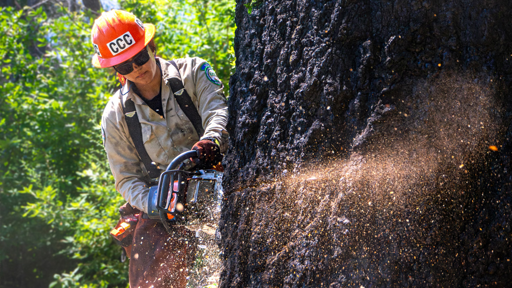 Salinas_Forestry_CrewLead2Cutting_080824_1040x585 female holding chain saw cutting into large tree