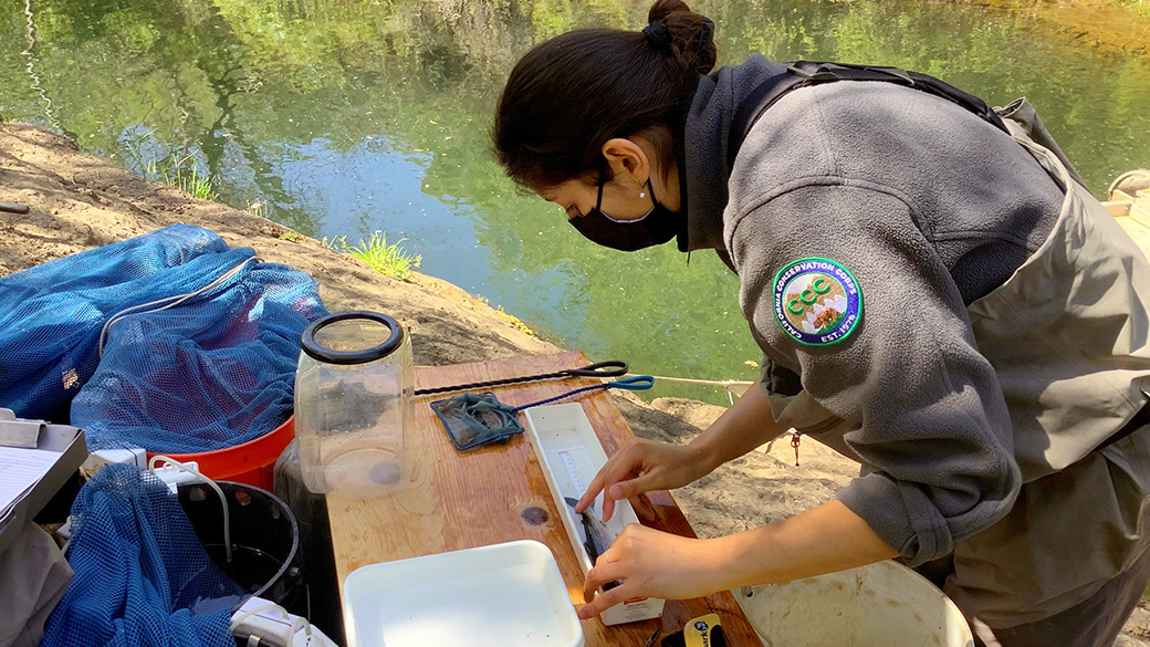 WSP Corpsmember with fish in measuring tool.