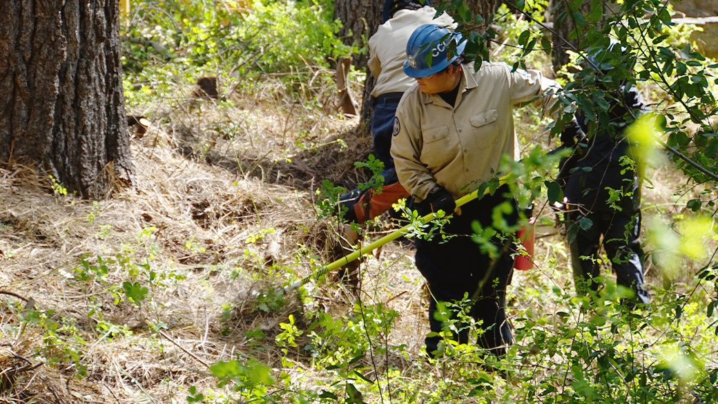 Corpsmember using hand tool to clear vegetation at a defensible space project.