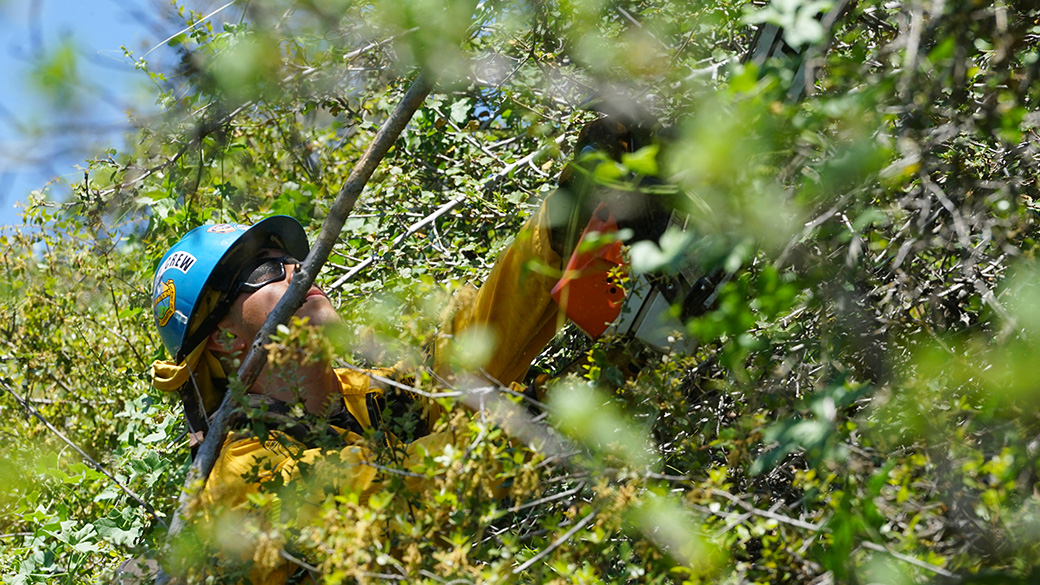 Fresno_Fire_CMVerduzcoCutting_050725_1040x585 corpsmember obscured by bushes uses a chain saw to cut back vegetation