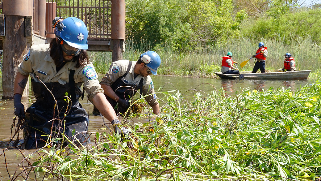 Sacramento Corpsmembers pulling invasive species from pond.