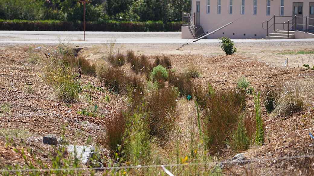 example of a bioswales natural curve and native plants