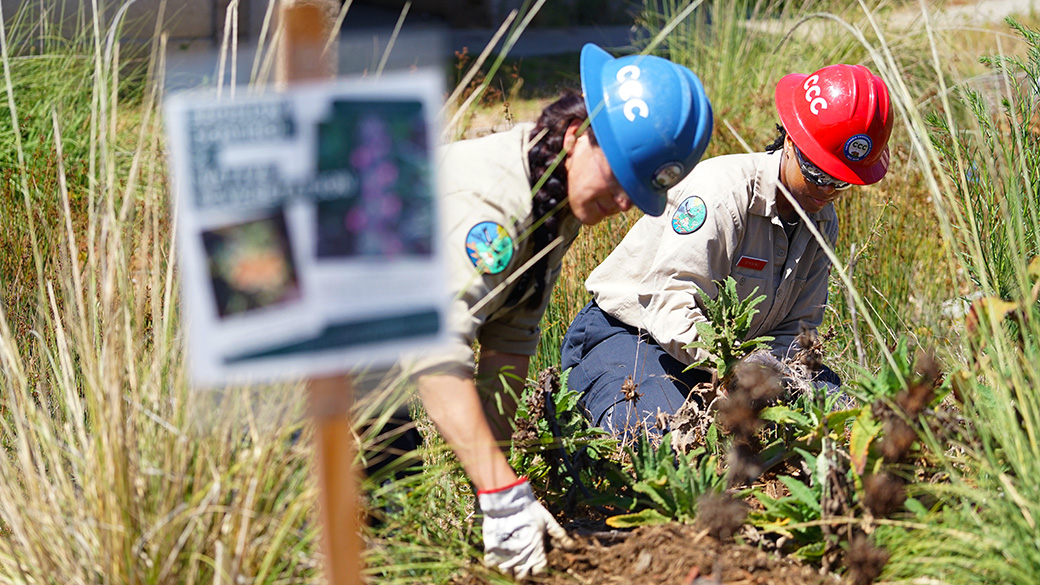 female corpsmembers on hands and knees shaping mulch around trees