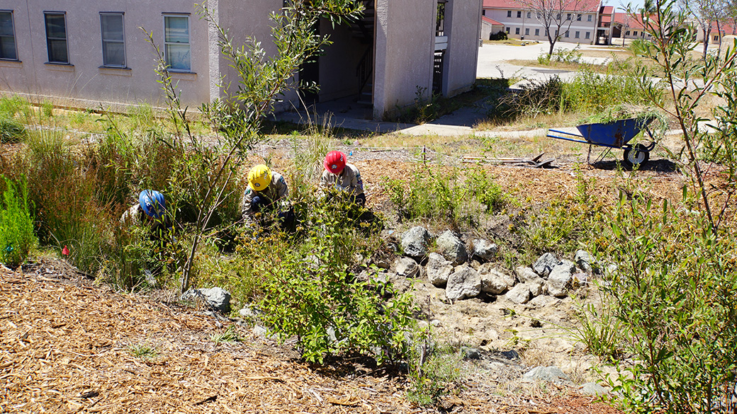 wideshot of a bioswale with staff and Corpsmembers working amongst the plants