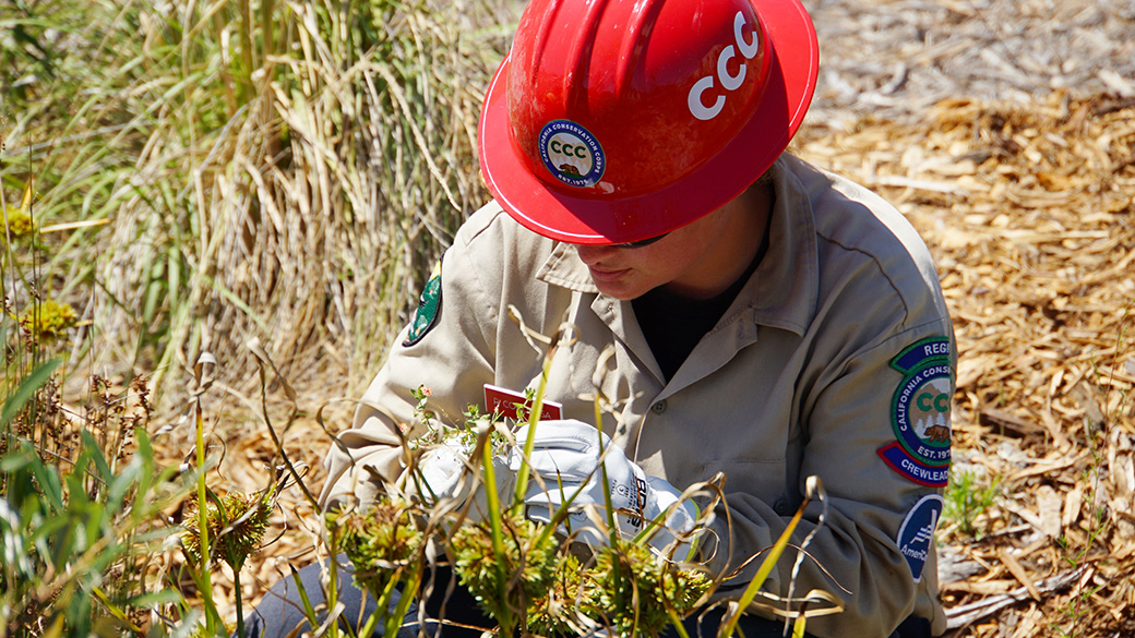 female in red helmet examines plant in hand