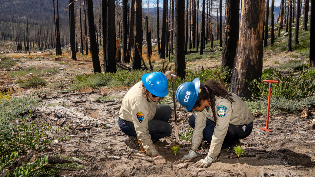 Two Corpsmembers planting sugar pine saplings in the Caldor Fire burn scar.