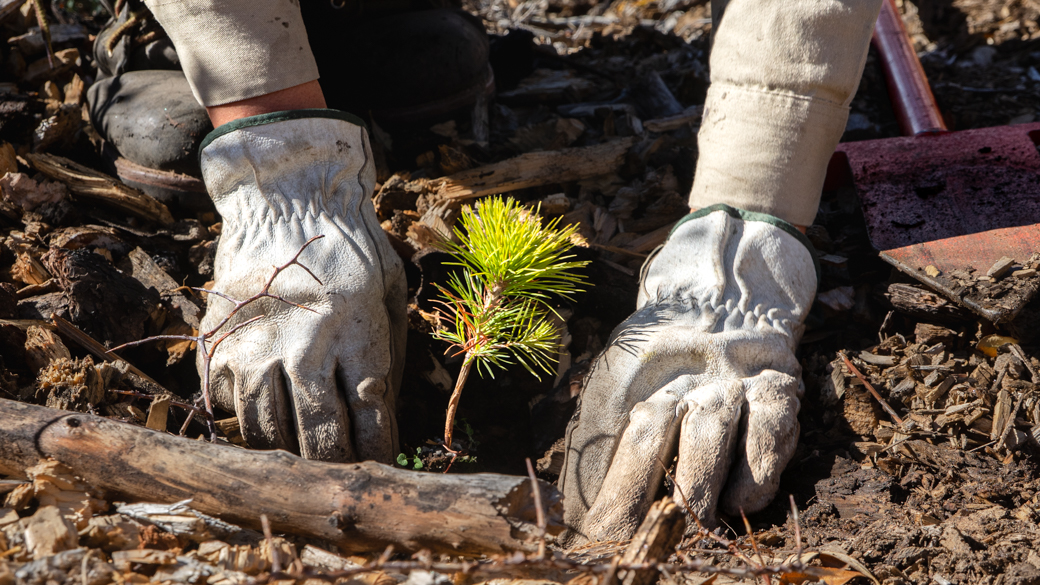 A sapling gets planted into the ground.