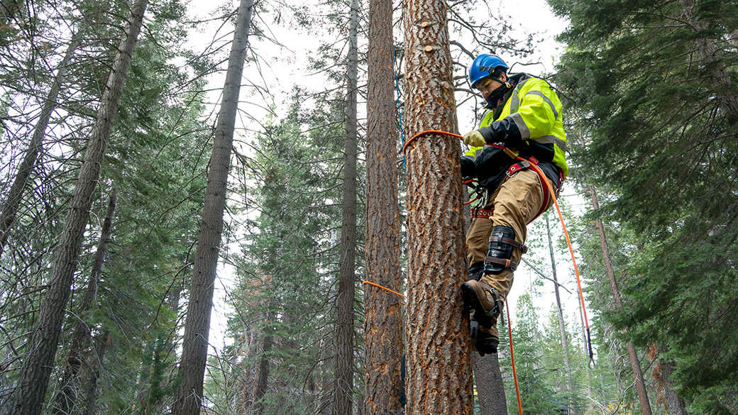 male in safety harness scaling a tree in the forest