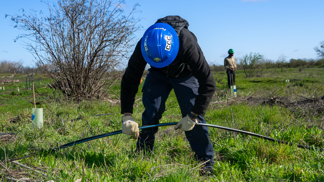 A CCC Corpsmember checks irrigation lines in the Haller Muller Restoration Area. 