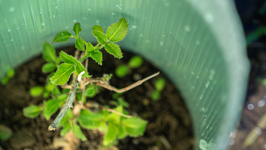 A young elderberry shrub