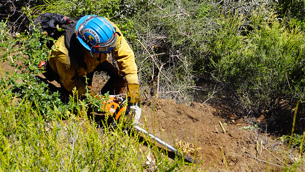 A Pomona Corpsmember removes a woody stob from the fire line. 
