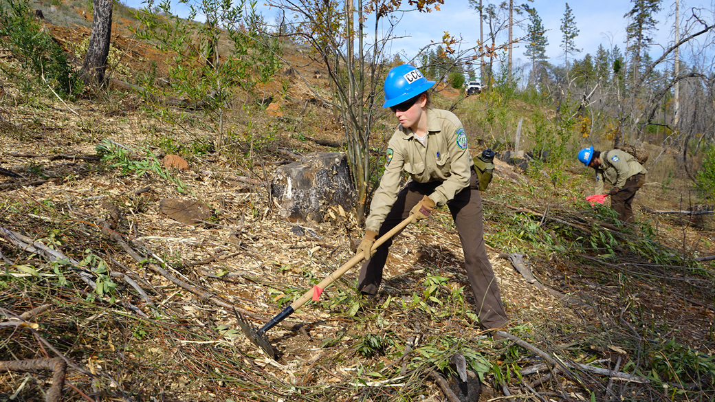 Corpsmembers plant trees in Paradise, helping the forest recover after the Camp Fire. 