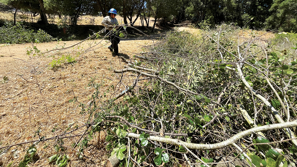 corpsmember carries tree limbs to slash pile at lake chabot regional park