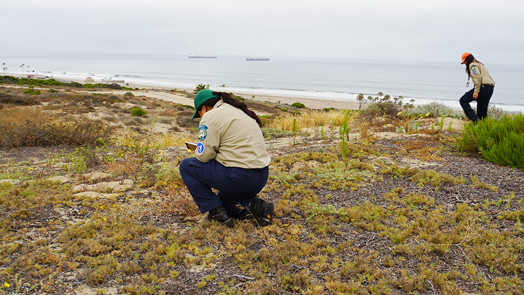 corpsmembers kneeling and standing in sand dune type terrain looking at plant species, with the ocean in the background