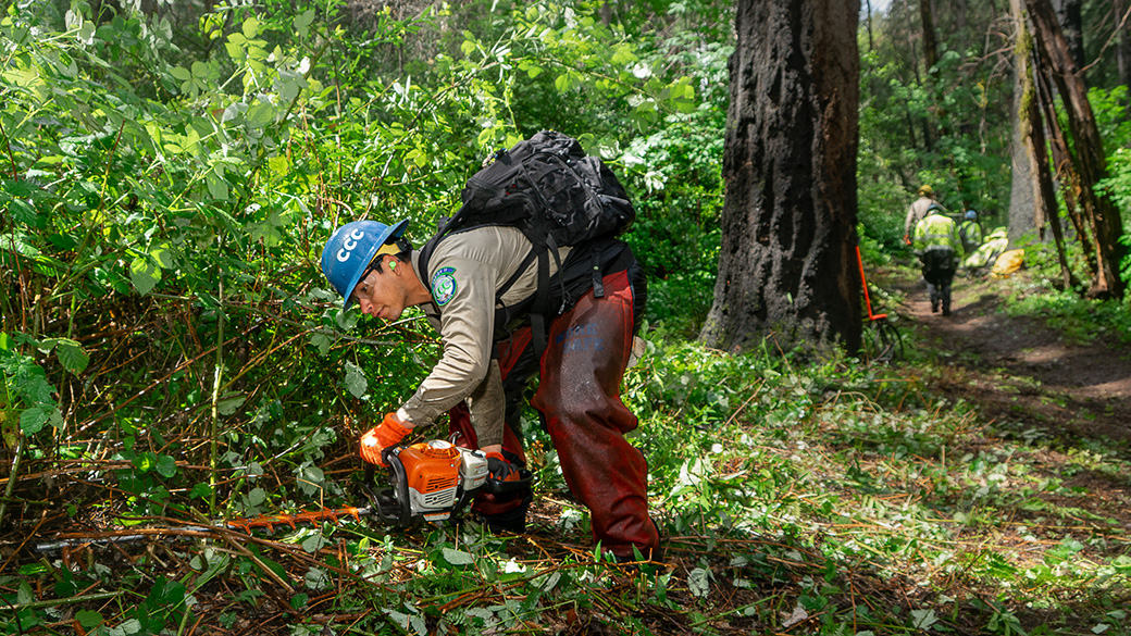 male using hedger squatting down near side of green wooded trail