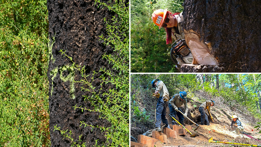 Collage of forestry and trail projects at the CCC Salinas Center. 