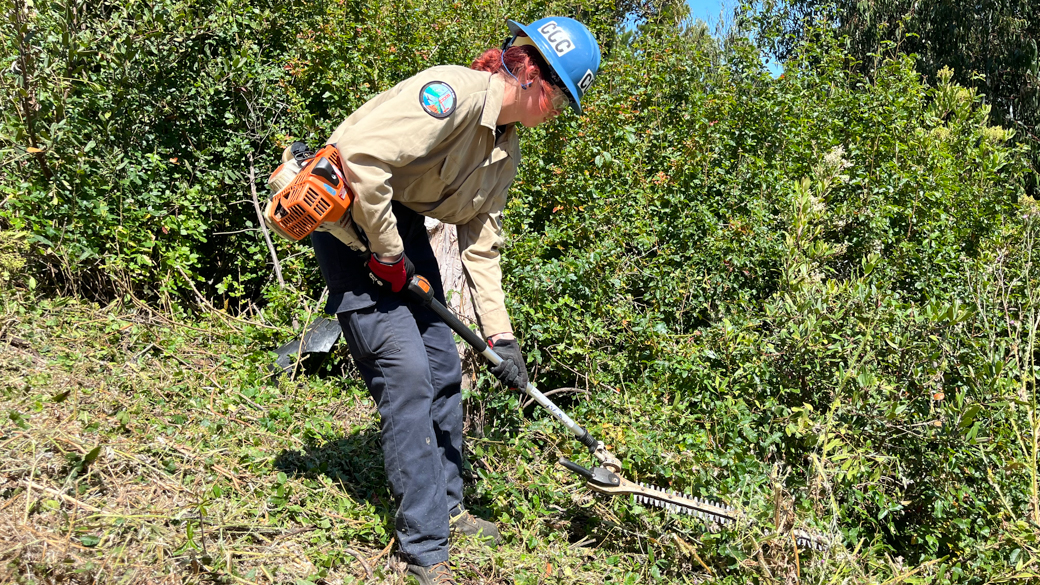 A CCC Corpsmember uses a hedger. 
