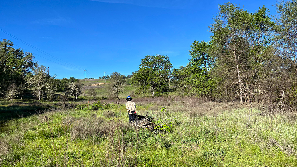 corpsmembers in marsh pulling load of cut tree limbs