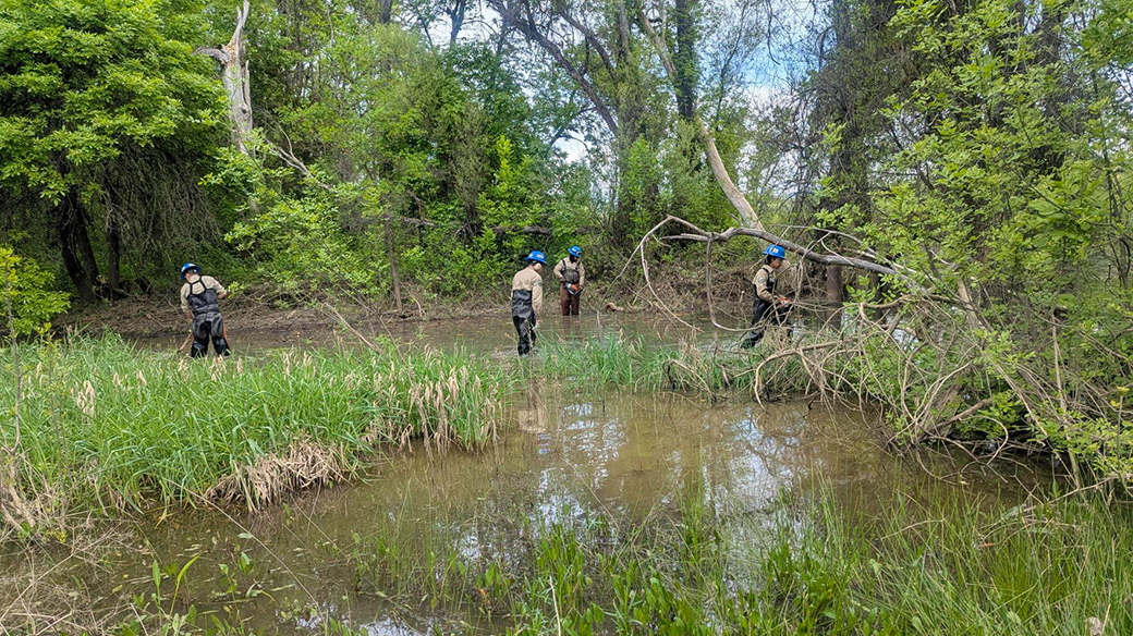 corpsmembers working in waders in a marsh like environment