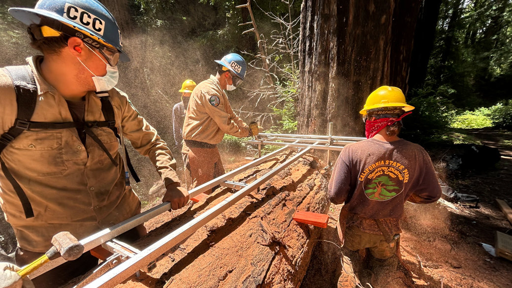 Corpsmembers sizing up a felled tree