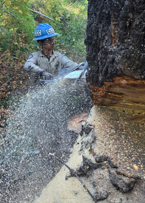 Salinas Corpsmember Giovanni Ruiz Rocha cuts a tree during a forestry project in partnership with the San Lorenzo Valley Water District.