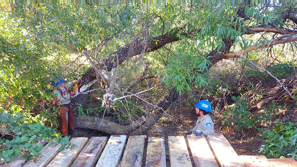 corpsmembers cut overgrown and damaged trees near a platform near clear lake